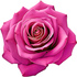 Pink rose